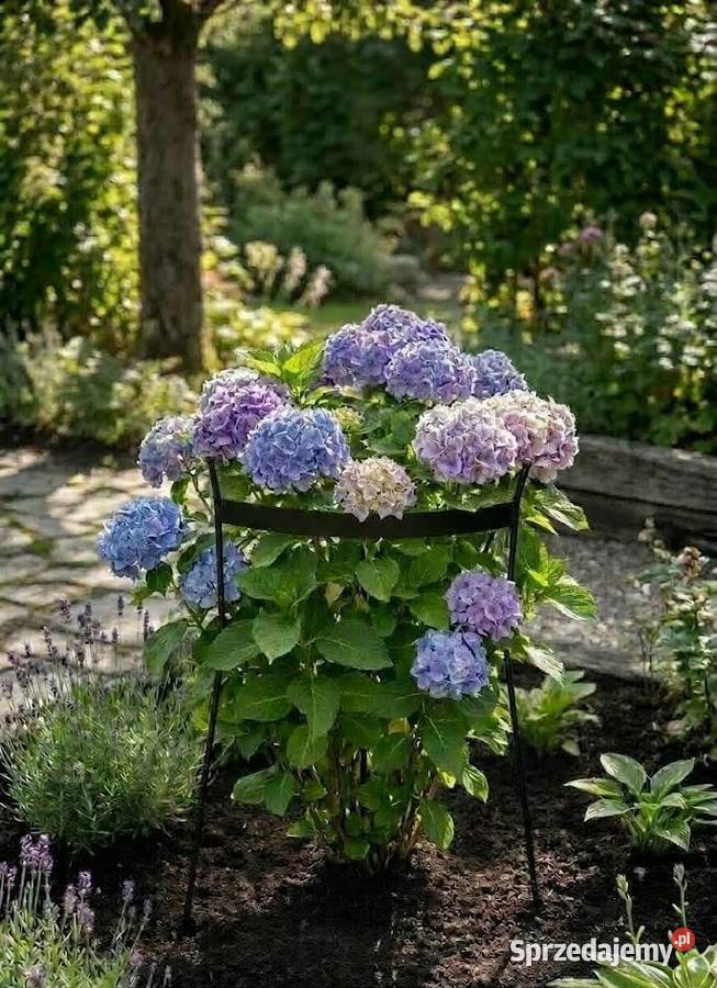 Podpora otwarta traw i nie Ligota