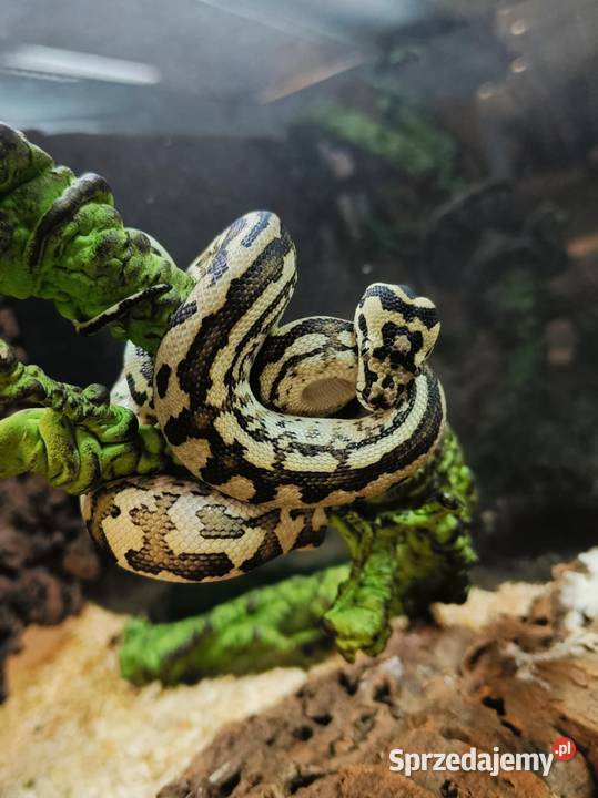 Pyton dywanowy Morelia spilota mcdowelli Red Kraków