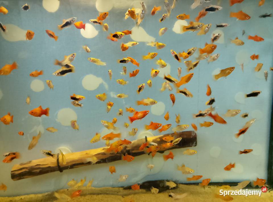 Sprzedam ryby z własnego akwarium podkarpackie Mielec