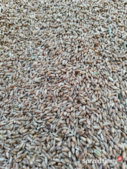 Pszenżyto ozime Preslej Pasym