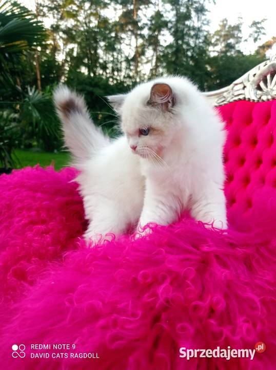 Ragdoll Kotka blue bicolor FIFE FPL lubuskie Wschowa