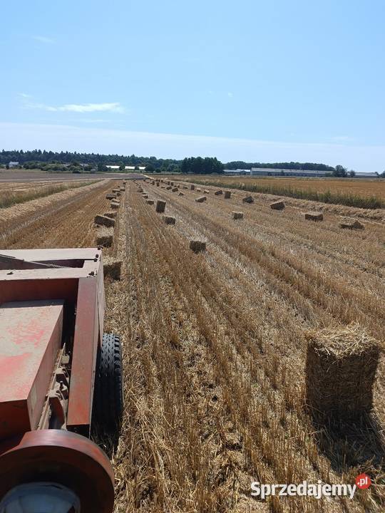 Słoma pszenna i owsiana Wielmoża