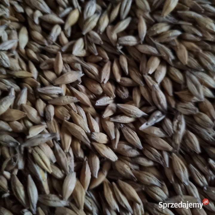 Jęczmień jary śląskie