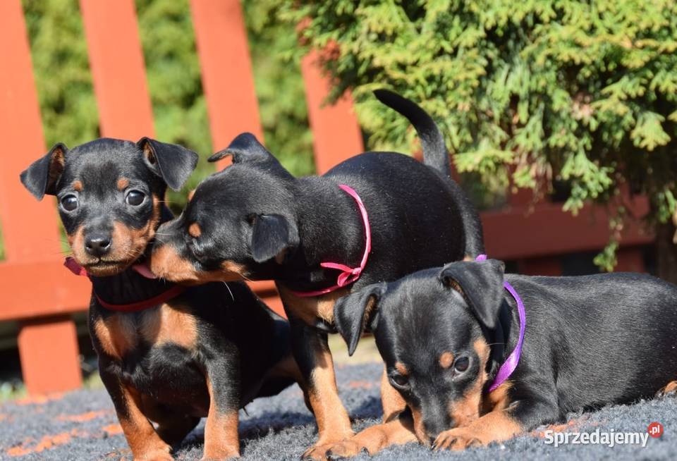 Pinczer miniaturowy szczenięta Zkwp Łochów