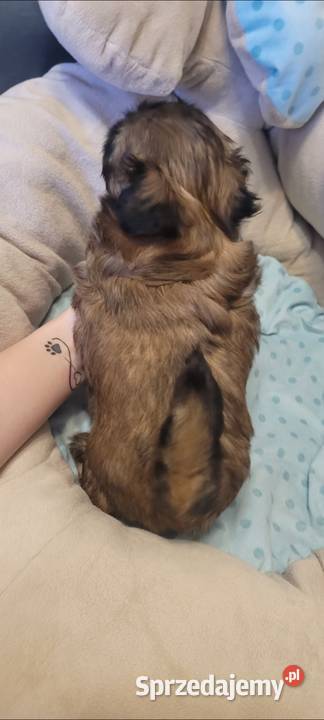 ShihTzu sunia łódzkie Mokrsko sprzedam