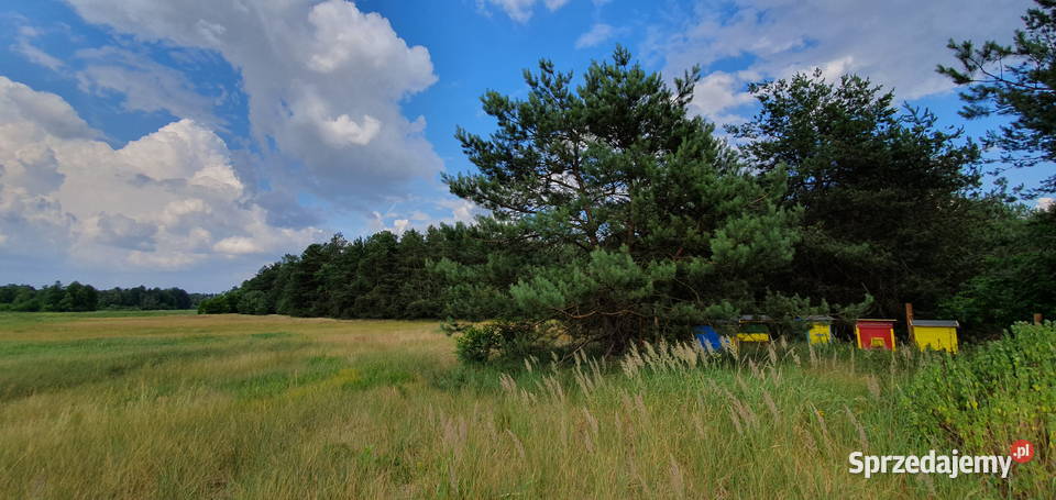 Miód Pszczeli prosto z własnej pasieki Różne Wisznice sprzedam
