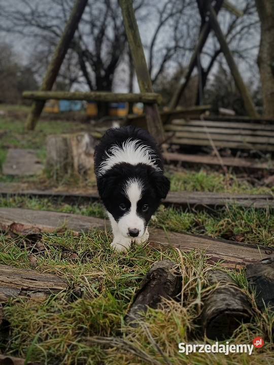Border collie szczeniaki lubelskie Hrubieszów