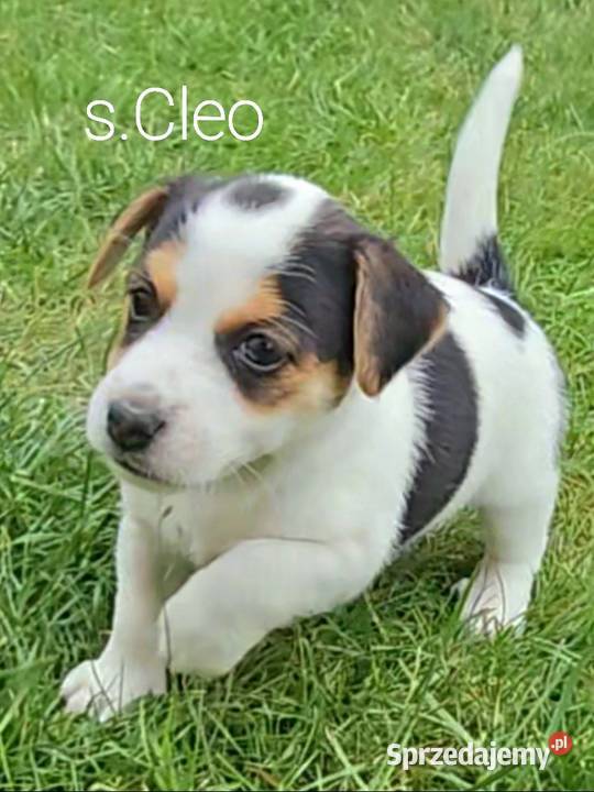 szczeniaki Jack russell terrier z rodowodem Nysa