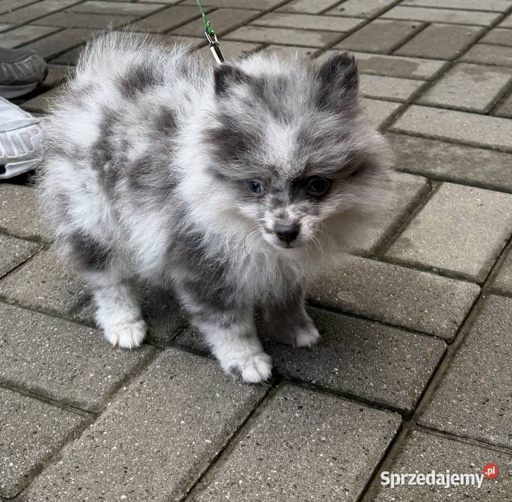 pomeranian