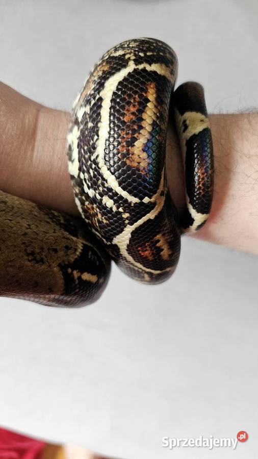 Wąż Boa Co strictor samiec piękny tęczowy połysk Poznań