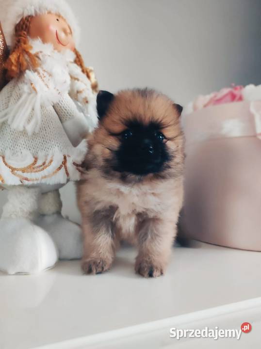 Szpic miniaturowy pomeranian Ciechanów