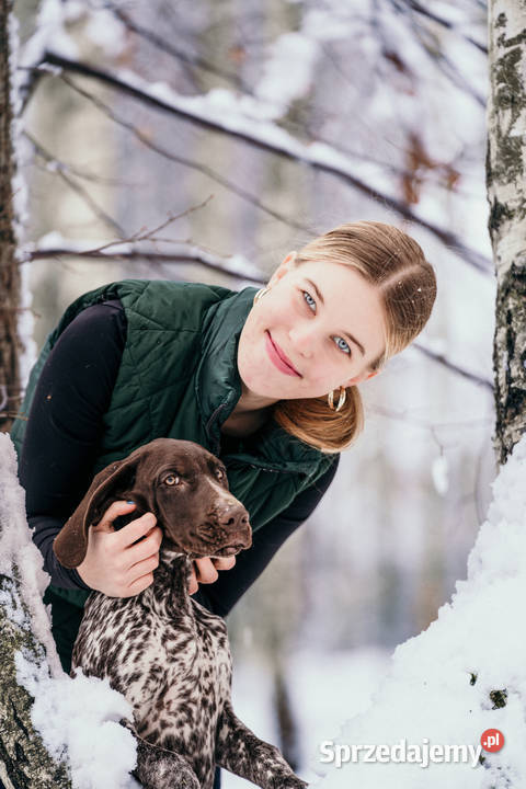 Wyżeł niemiecki krótkowłosy