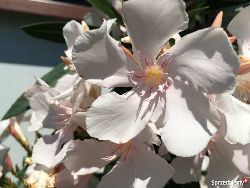 Sadzonki oleander kremowy Brzeźnica