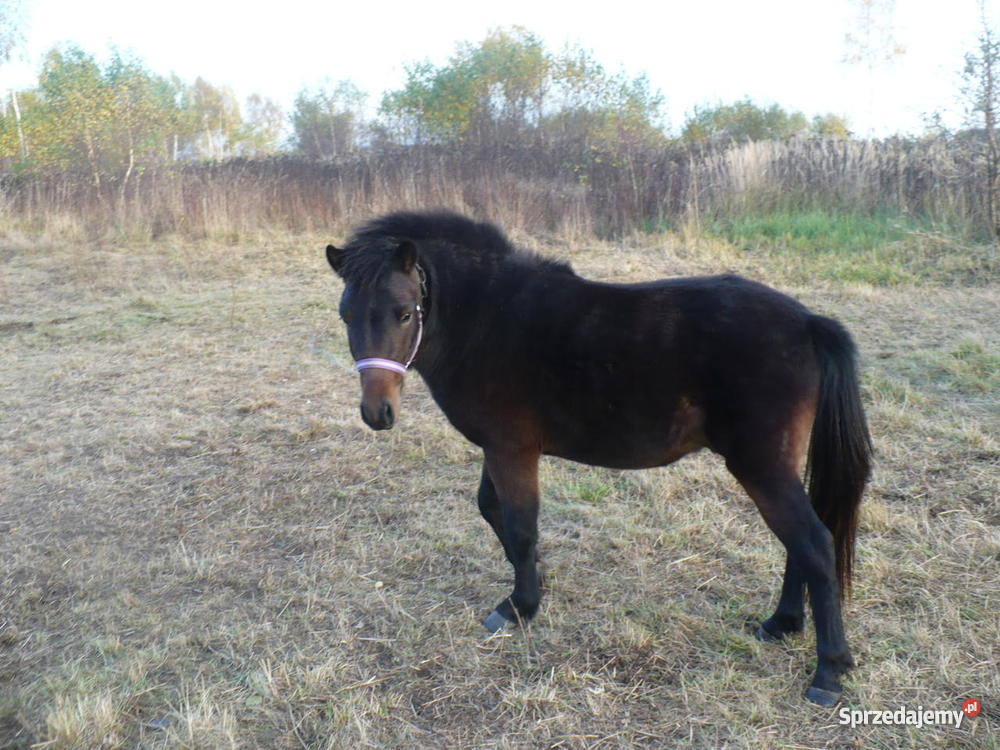 Kuc Walijski Osielsko sprzedam