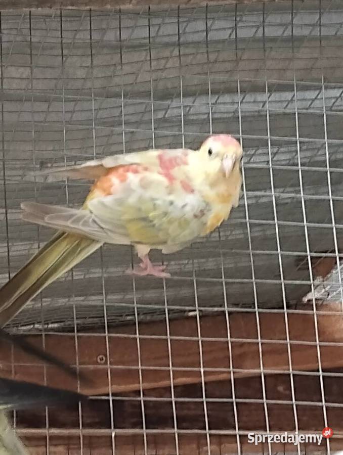 papuga swiergotka z tego roku Sarnaki