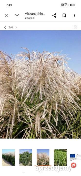 Miskanty trawy ozdobne