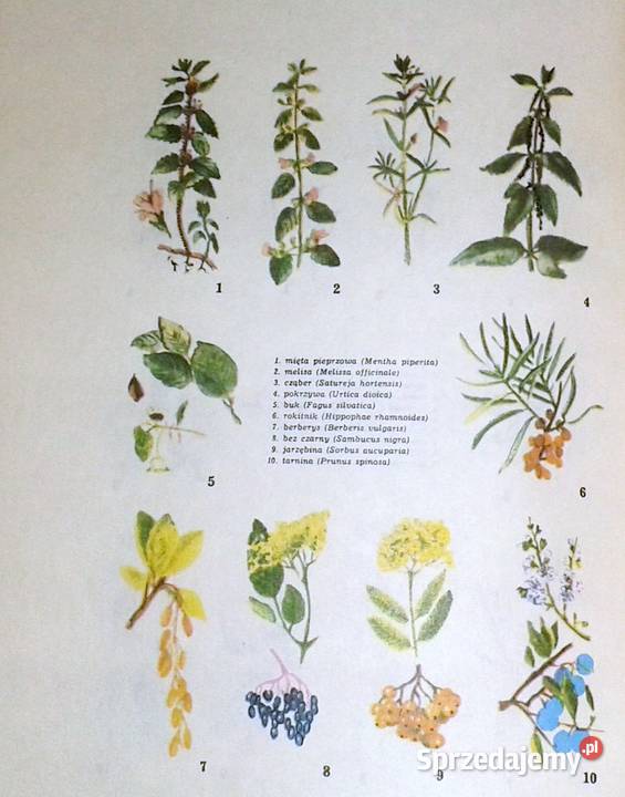 Kuchnia pod chmurką Irena Gumowska Pozostałe