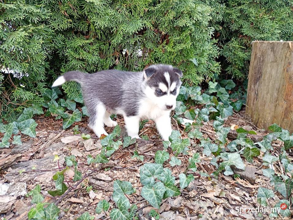 Siberian husky boy Husky Racibórz