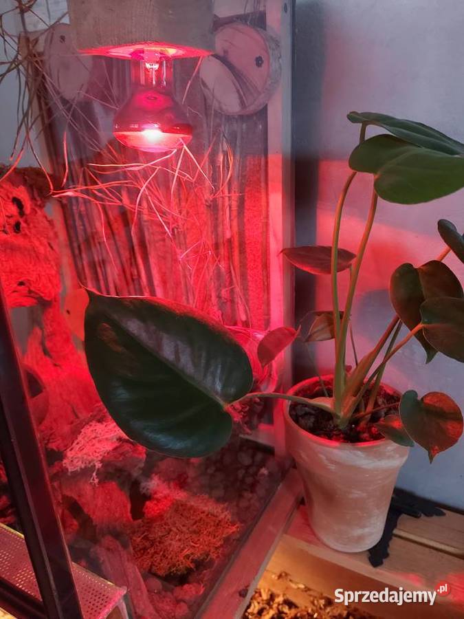 Terrarium felsuma gekon orzęsiony Opole
