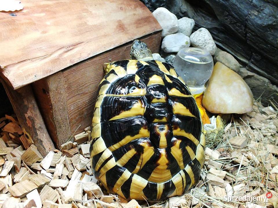 Żółw Grecki Samica ok 30 10 lat Gady i płazy Lubsko