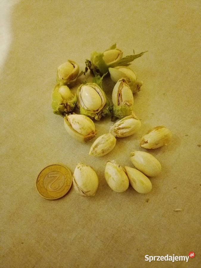 Orzechy laskowe tegoroczne świętokrzyskie Sandomierz sprzedam