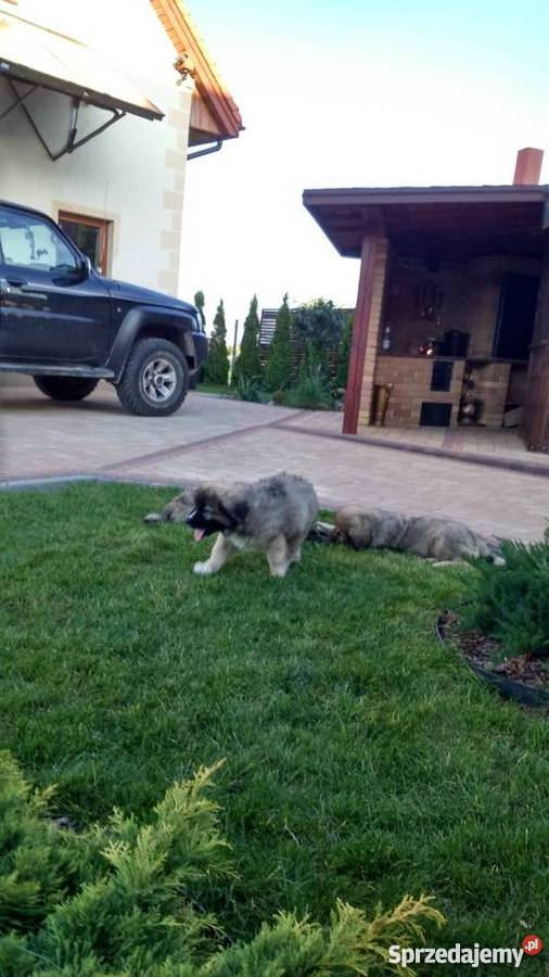 owczarek kaukaski suczka 10 tyg