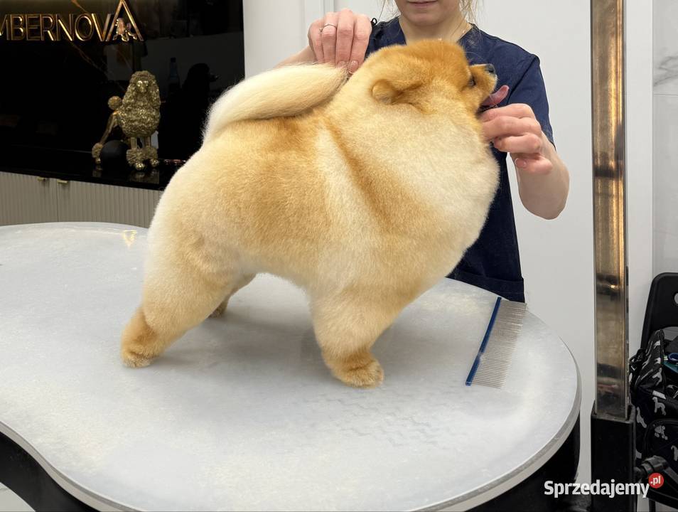 Pomeranian miniaturowyOtello BOO Kolbudy