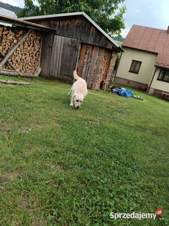 Sprzedam szczeniaki rasy labrador z metryką małopolskie Grybów sprzedam