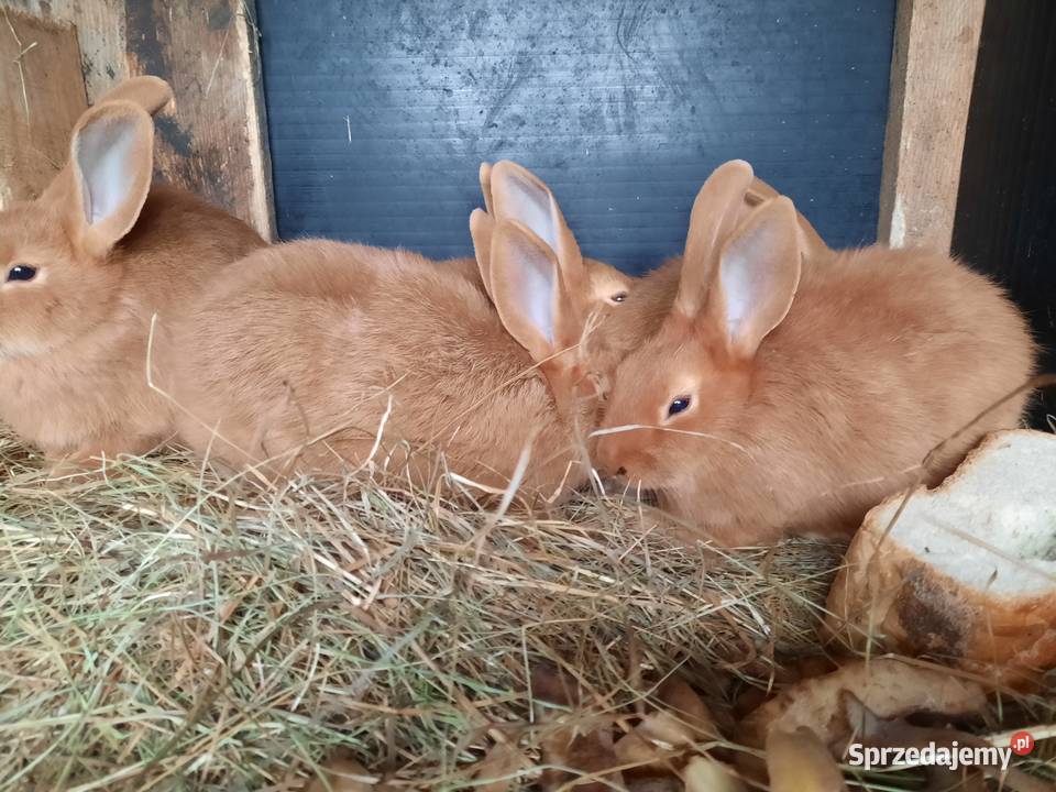 Sprzedam króliki wiedeńskie czerwone Gryzonie śląskie Żelisławice sprzedam