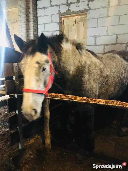 Do sprzedania klacz percheron Dalnia
