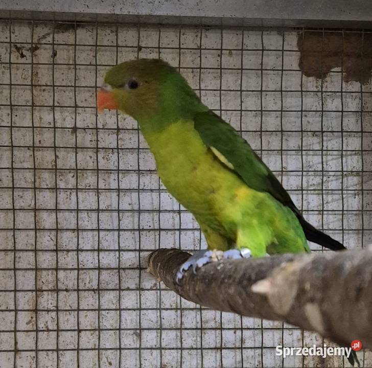 Lorysa oliwkowogłowa Gościcino