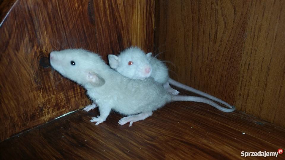 Szczury szczurki syjamskie REX Dumbo agouti Bytom