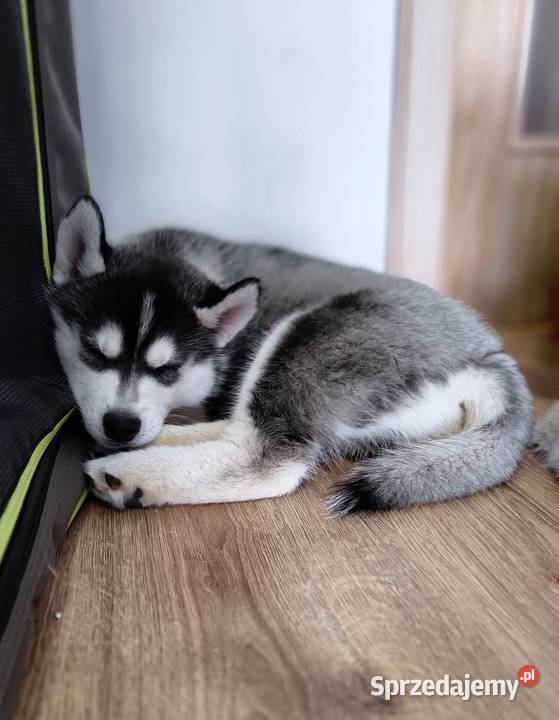 Szczeniak Siberian Husky piesek piesek zkwp fci Mielec