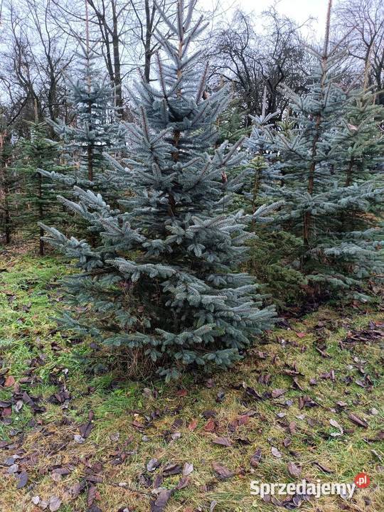 Świerk srebrnyzielony choinka Zadroże sprzedam