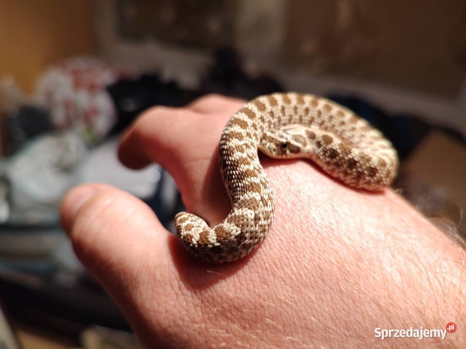 Heterodon Szczecinek sprzedam