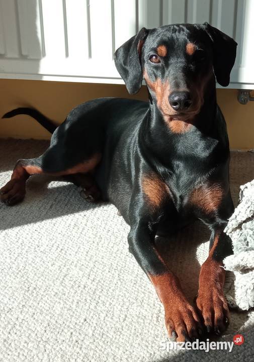 Pinczer Średni szczeniaczki Sandomierz