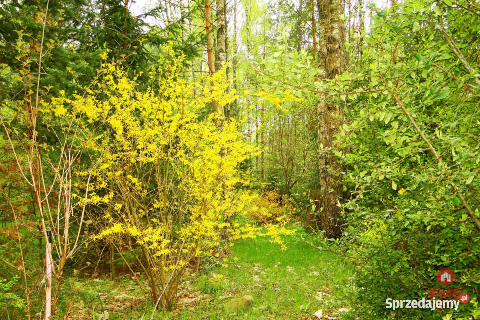 Grunt 8316m2 Rafałówka 92m sprzedam