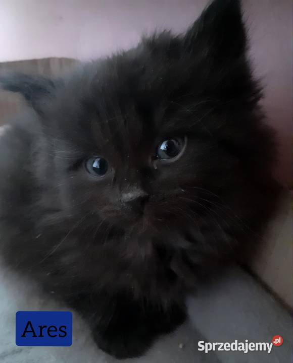 Zjawiskowy Czarny Kocurek Syberyjski Ares Sochaczew