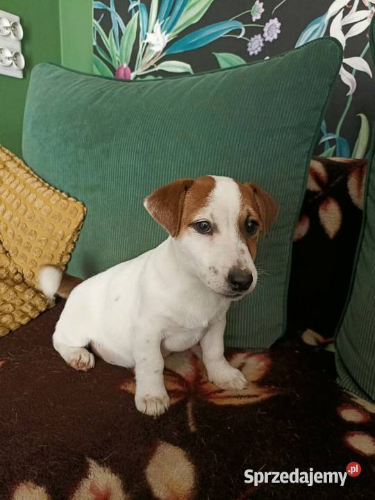Wzorcowe Jack Russell terrier doskonała budowa Krapkowice