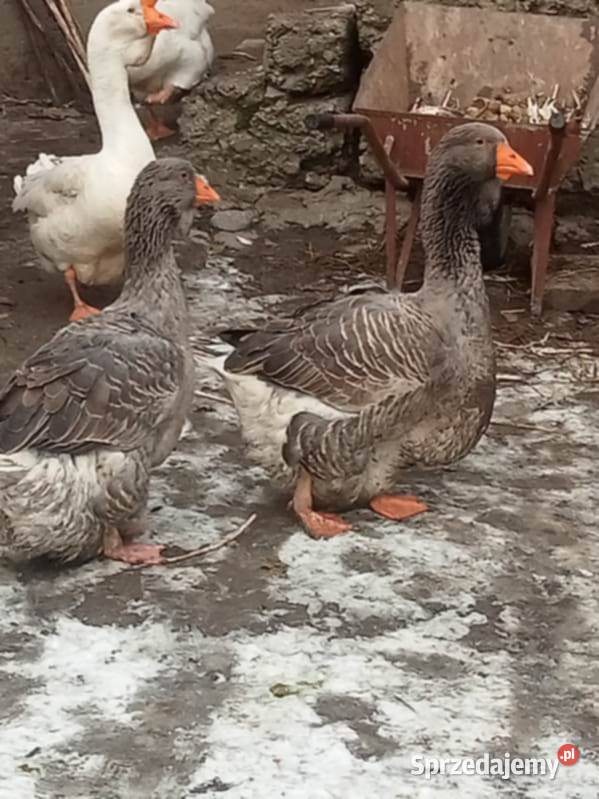 tuluskie Wawrzeńczyce