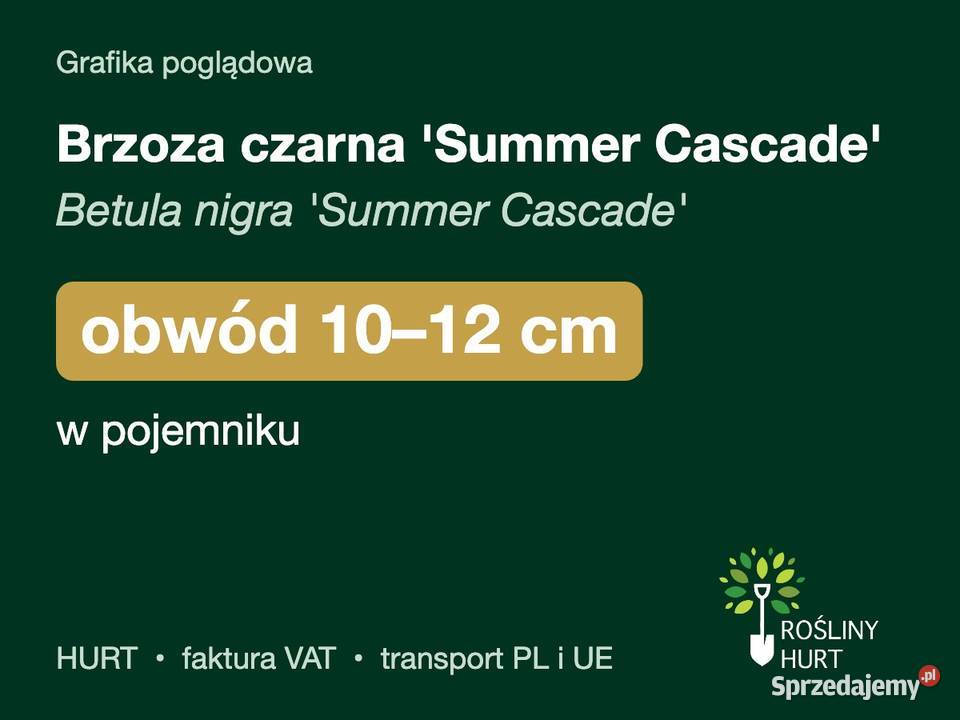Brzoza czarna Summer Cascade obwód 1012 w