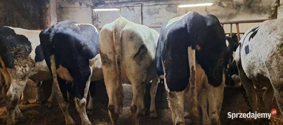 Jałówka wysokocielna Barnowiec