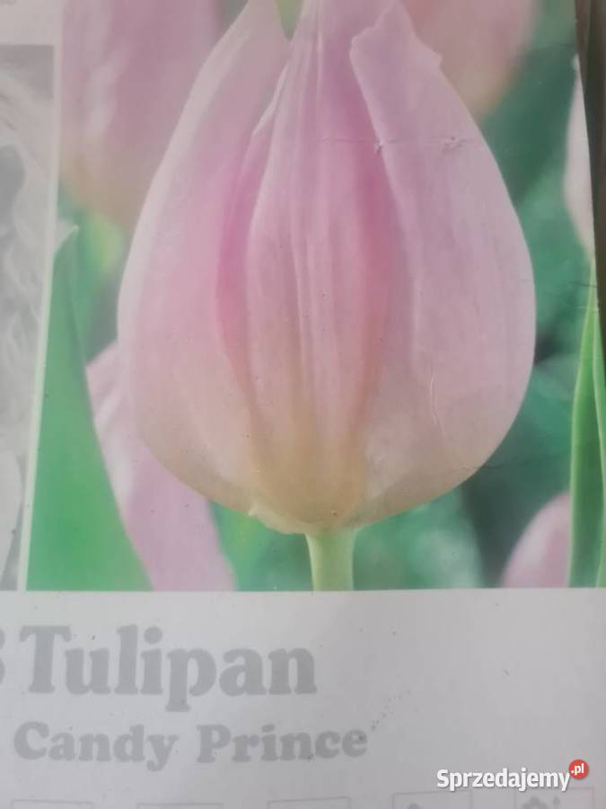 Tulipan świeże cebulki mix kolorów sprzedam