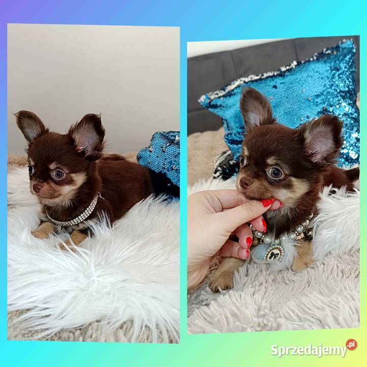Chihuahua suczka czekoladowa długowłosa piękna mazowieckie Warszawa