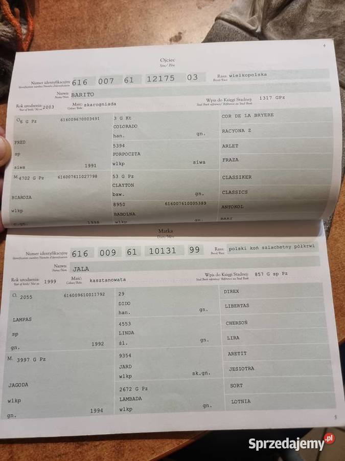 Sprzedam konia wałacha Gostyń