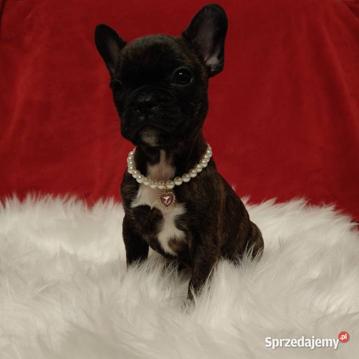 Buldog francuski z genem blue lubelskie Zakrzów