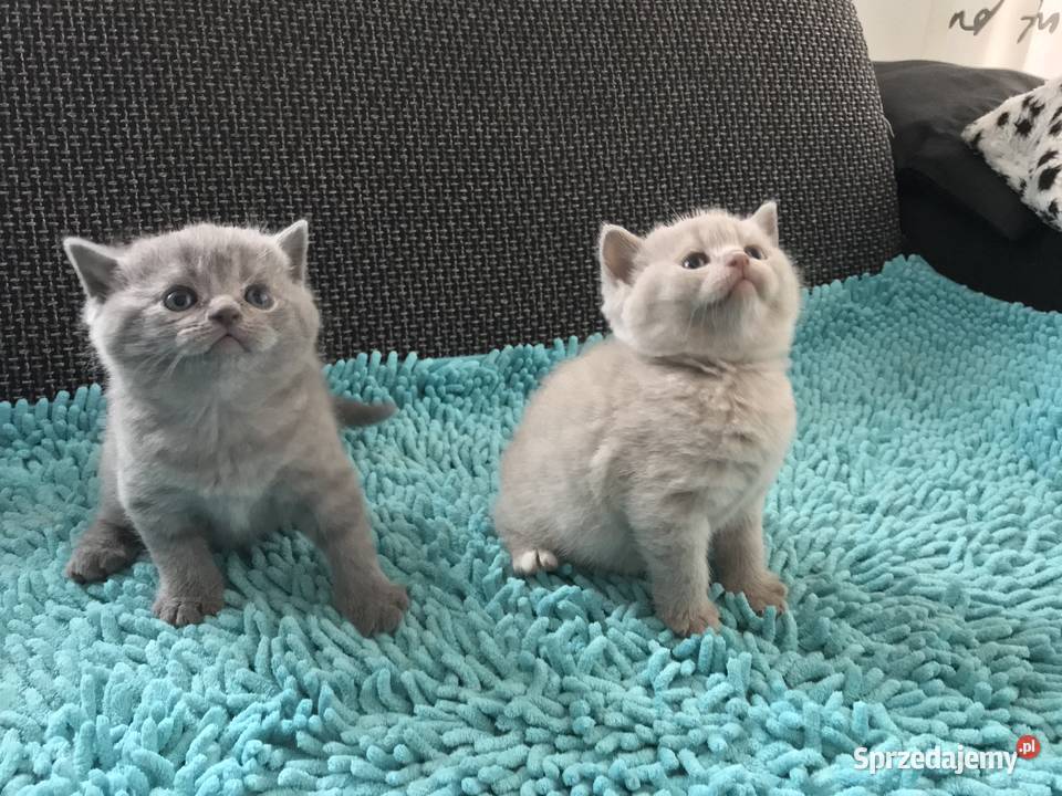 Koty brytyjskie Dębica