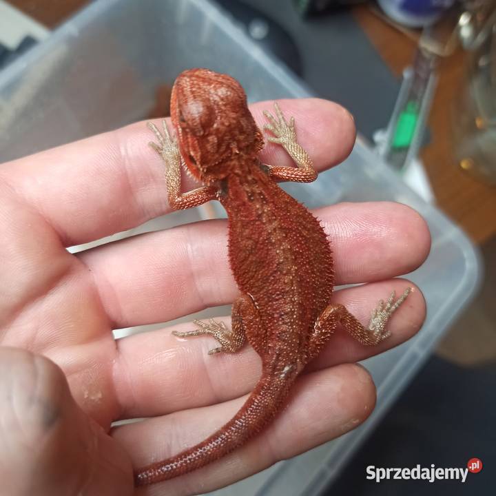 Agama Brodata Jaszczurka Początkujących Gady i płazy Błonie