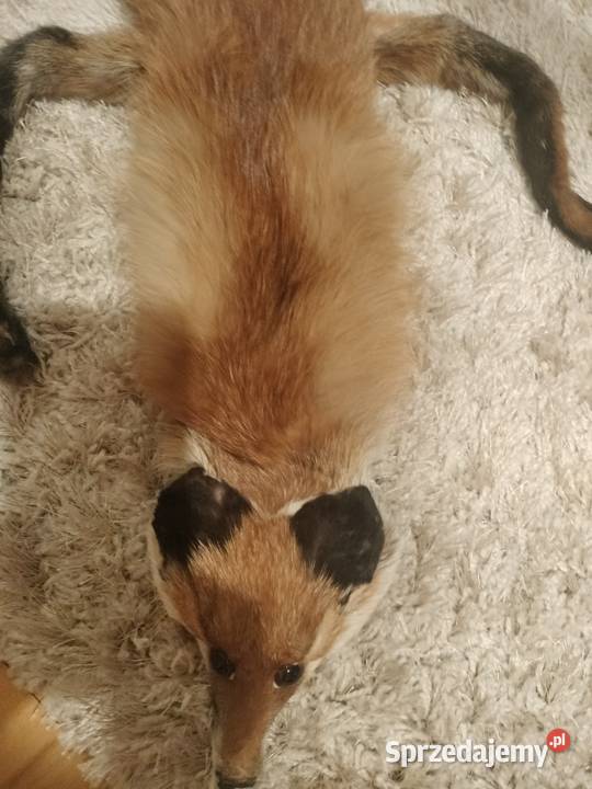 Kołnierz z lisa Oleśnica sprzedam