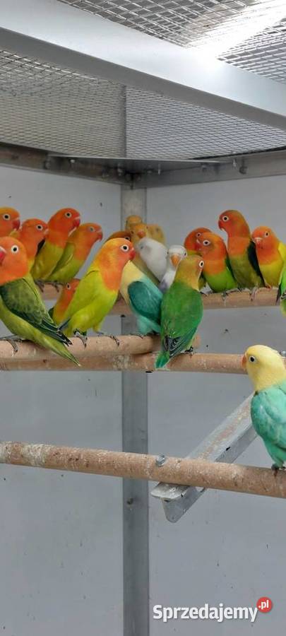 Papugi nierozłaczki